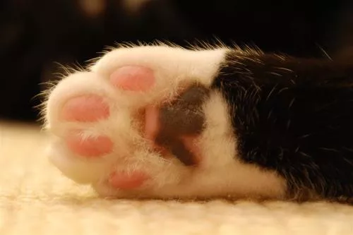 dedos-gato-pata-trasera