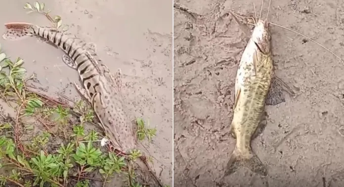 peces_muertos_portada