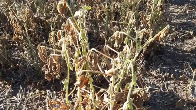 campo-sequia-riosjpg