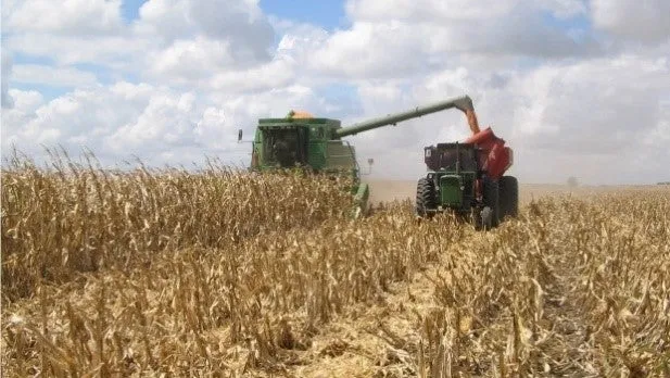 Importancia_de_la_humedad_del_grano_de_maiz