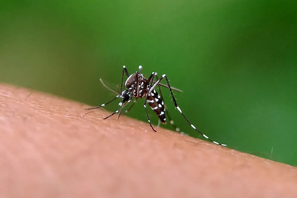dengue_mosquito (2)