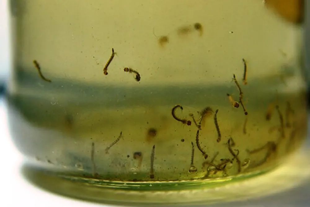 mosquito