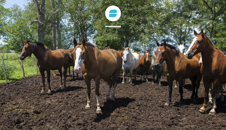 encefalomielitis-equinas-senasa-caballos