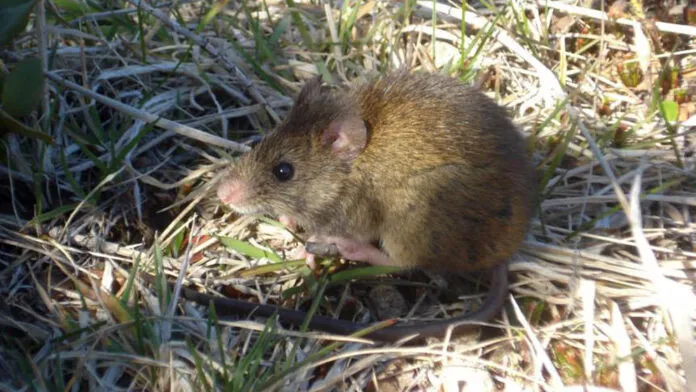 hantavirus-caso-confirmado1-696x392