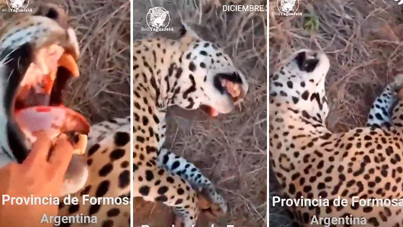 o_1675881599