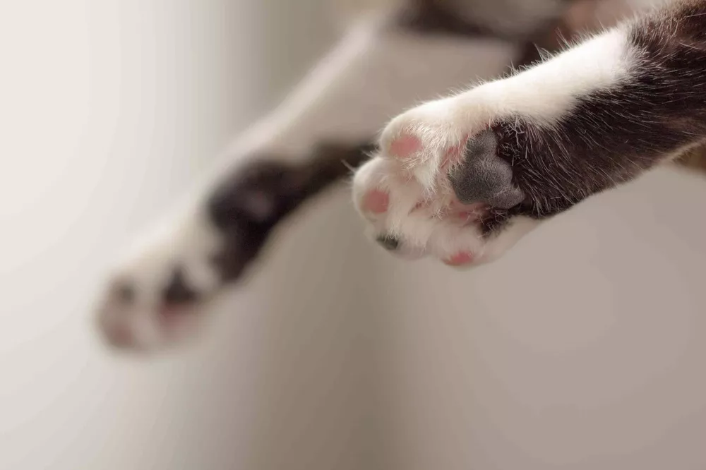 patitasdegatosmascotas