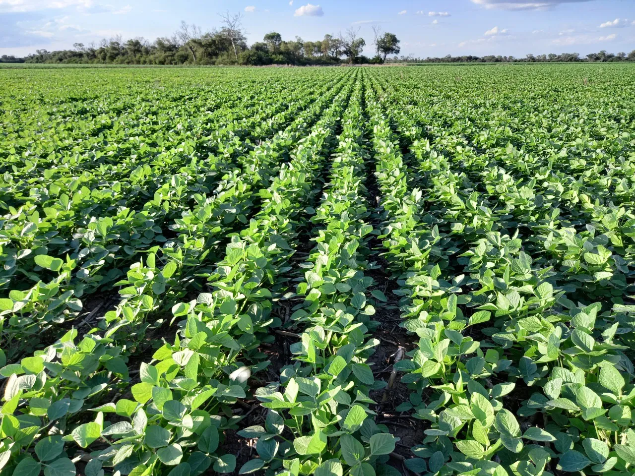 Tercera-capacitacion-del-CE-Expoagro-sobre-Siembra-de-soja