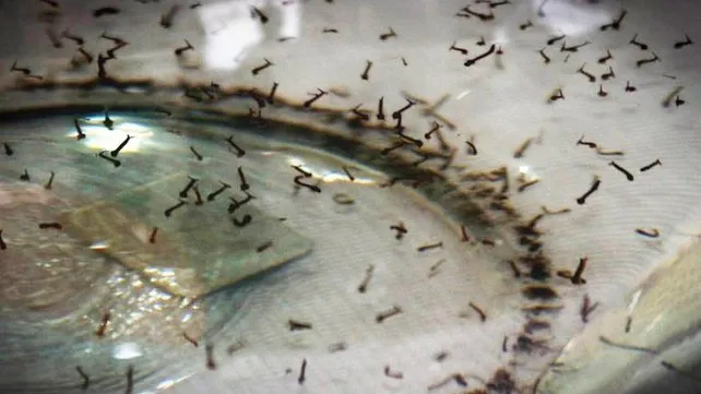 larvas-mosquitos-dengue-aedes-aegyptijpg